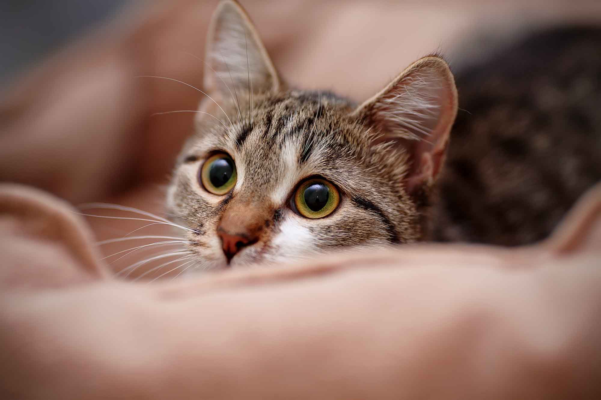 Cat Lady With A Mission Stray Cat Of Texas Finds Forever Homes Fast 